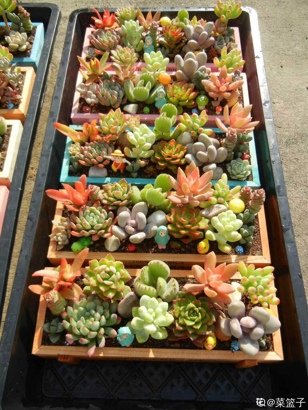 关于多肉拼盘4个要点不能忘不然很难养好