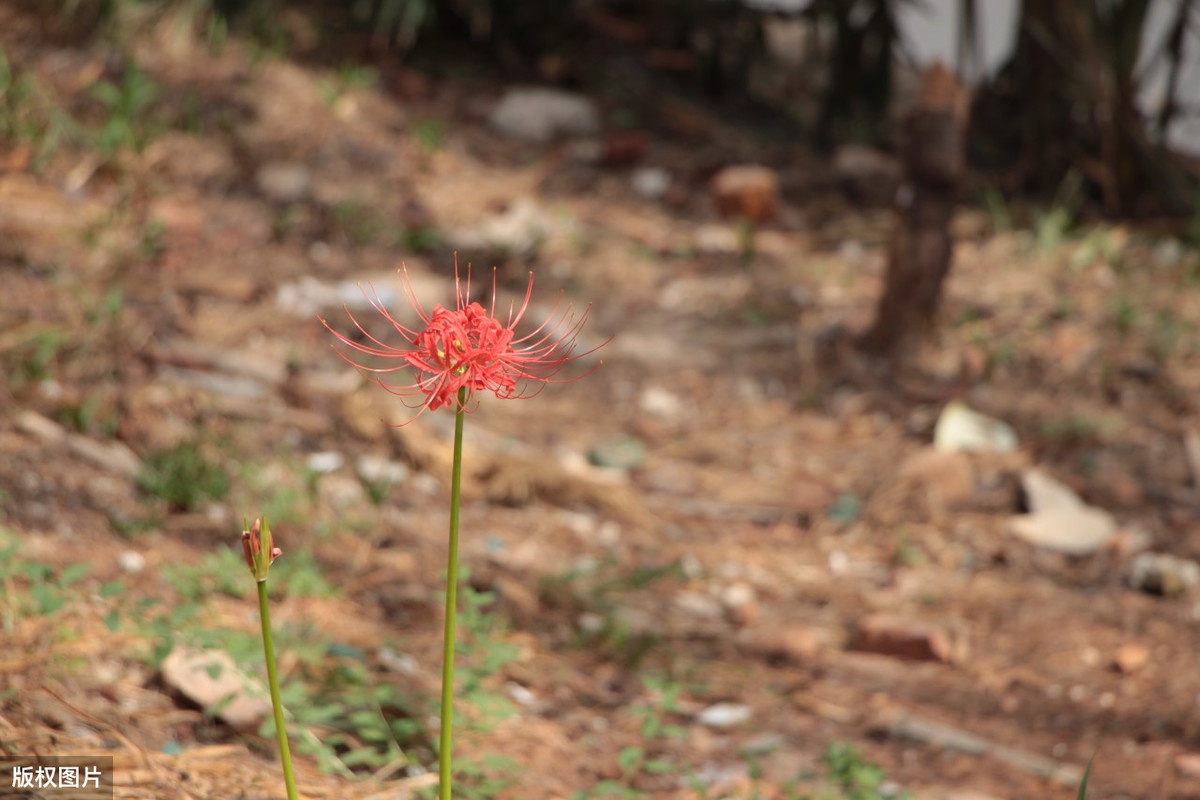 花开不见叶 叶在不见花 红色彼岸花曼珠沙华 你会养殖一盆吗 沙华 球茎 彼岸花 新浪新闻