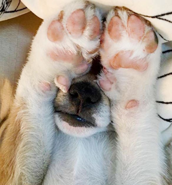 今天才发现它们的存在 一次看完11个罕见的狗狗品种__财经头条