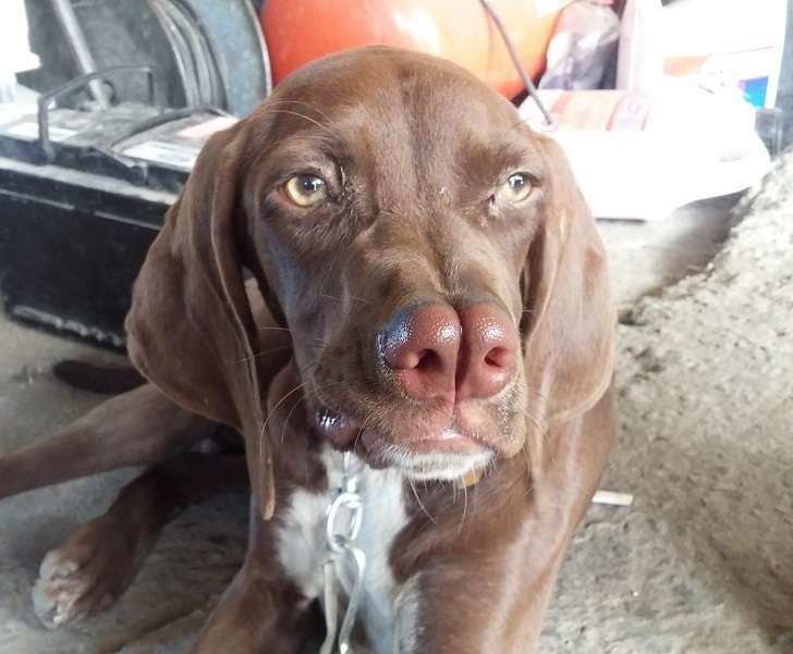 今天才发现它们的存在一次看完11个罕见的狗狗品种