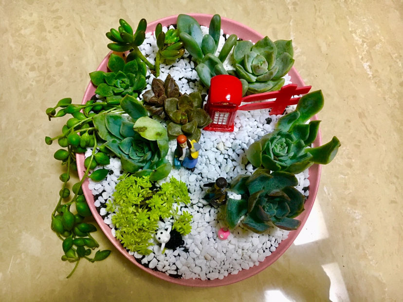 关于多肉拼盘4个要点不能忘不然很难养好