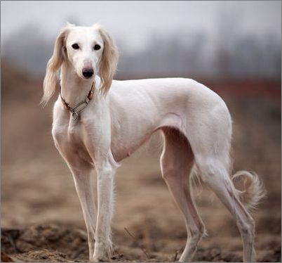 别说养了,很多人连见都没见过__财经头条