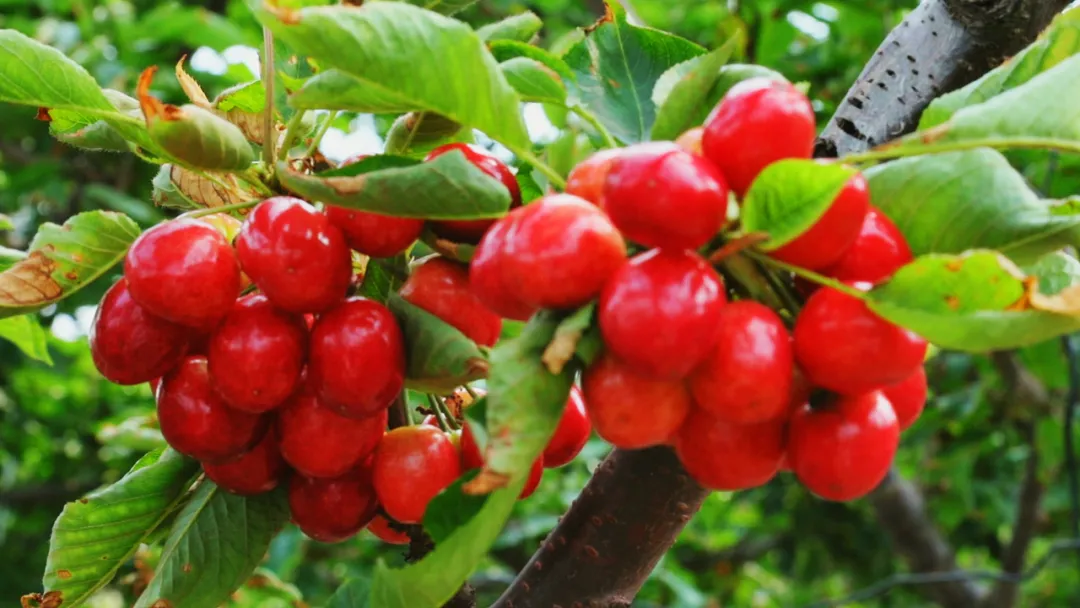 甜美多汁!济南长清五峰山的大棚樱桃熟了