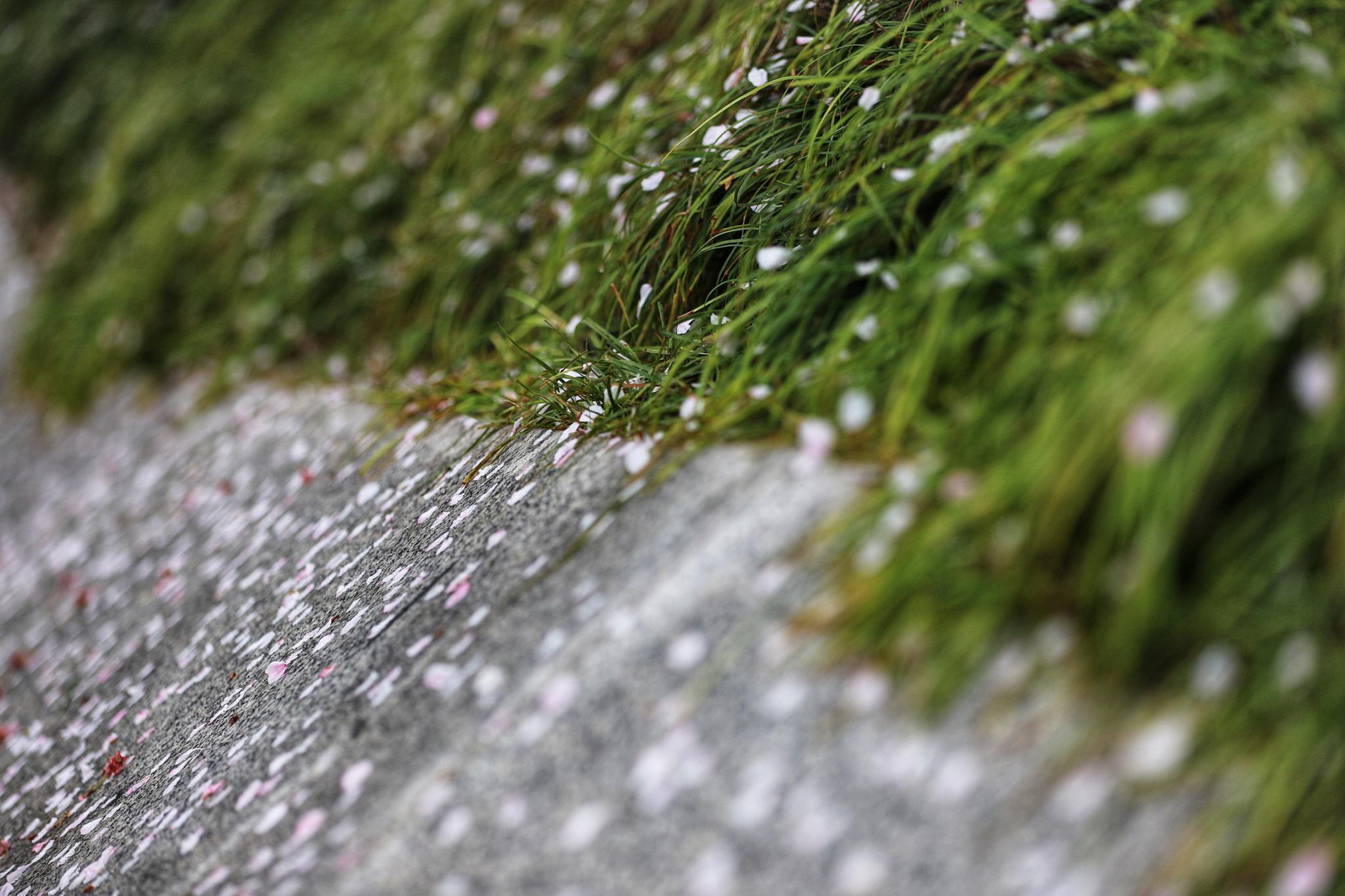 摄影师驾到春雨后