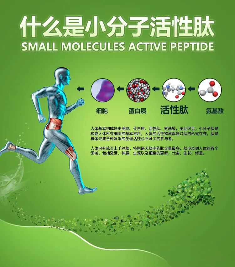 一个氨基酸的羧基结合而成,涉及生物体内多种细胞功能的生物活性物质