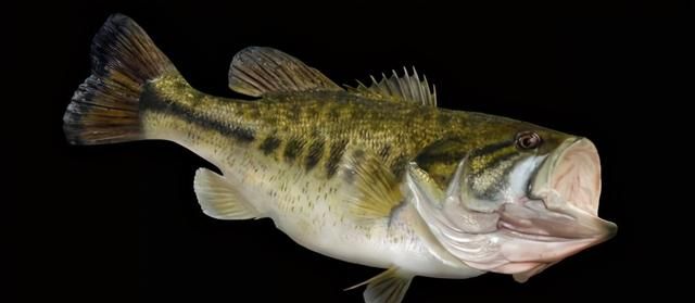 生吞罗非鱼,大口黑鲈入侵珠江40年,悄悄泛滥,吃货能解决吗?