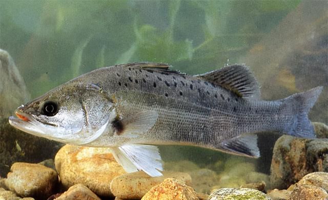 松江鲈鱼也称花鼓鱼,是一类名贵鱼类,因为肉味鲜美而闻名中外,以上海