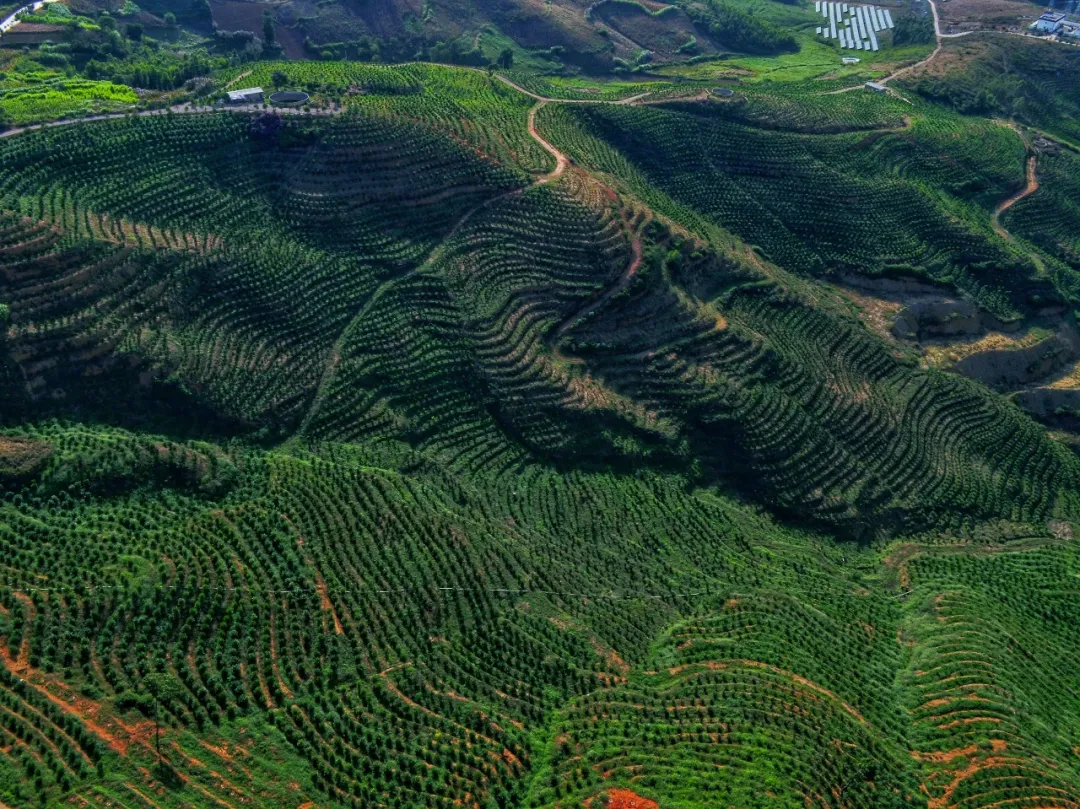 点石成金开远石漠化治理让荒山变金山