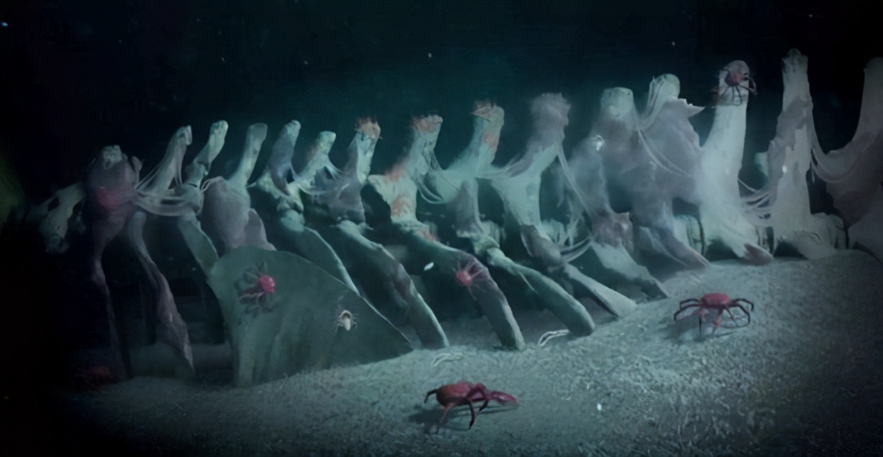 一鲸落万物生 是什么意思 一鲸落万物生的完整句是什么