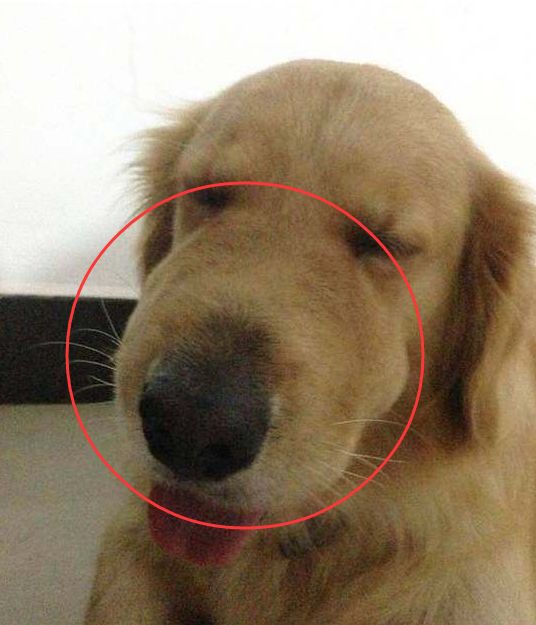 女子发现金毛嘴肿了,本以为是被蜜蜂叮了,真相让她愣住了