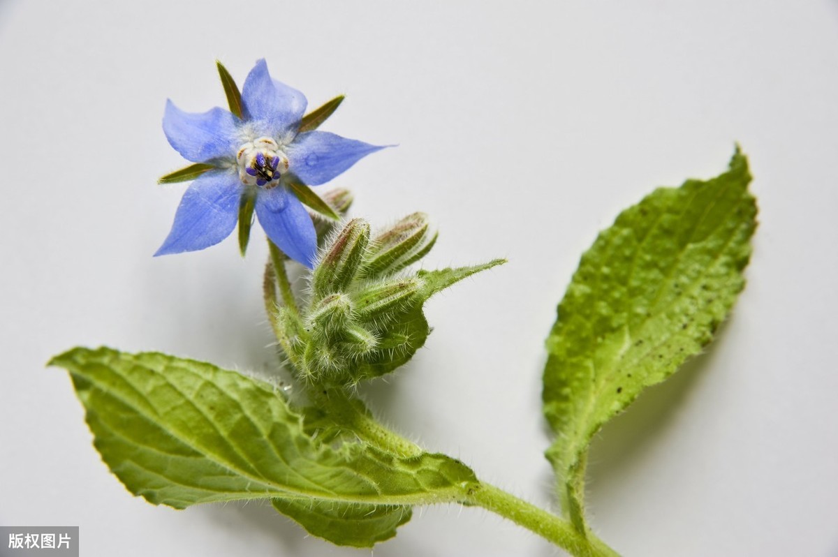 "5用"植物琉璃苣,掌握5点养殖技巧,生长发育旺盛,多长疯了