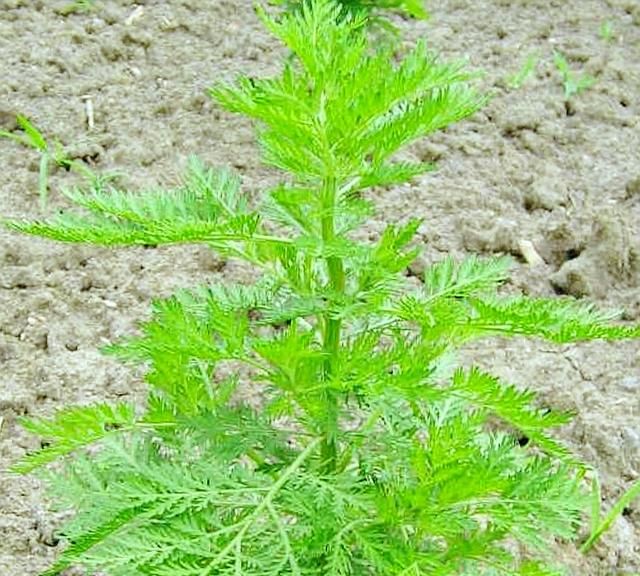 大听雨晚餐青蒿糯米丸蒸鸭蛋凉拌豌豆荚高粱大米粥