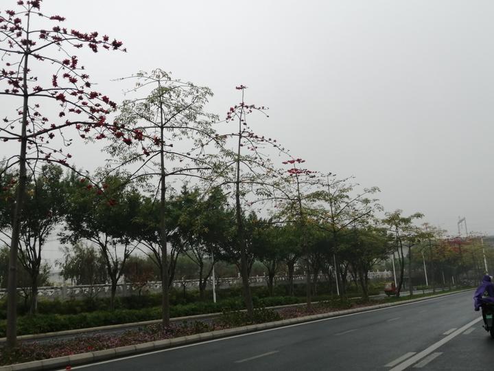 南宁江南大道:无边光景一时新,万紫千红总是春