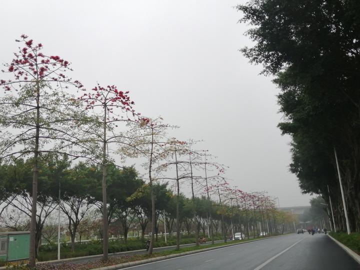 南宁江南大道:无边光景一时新,万紫千红总是春