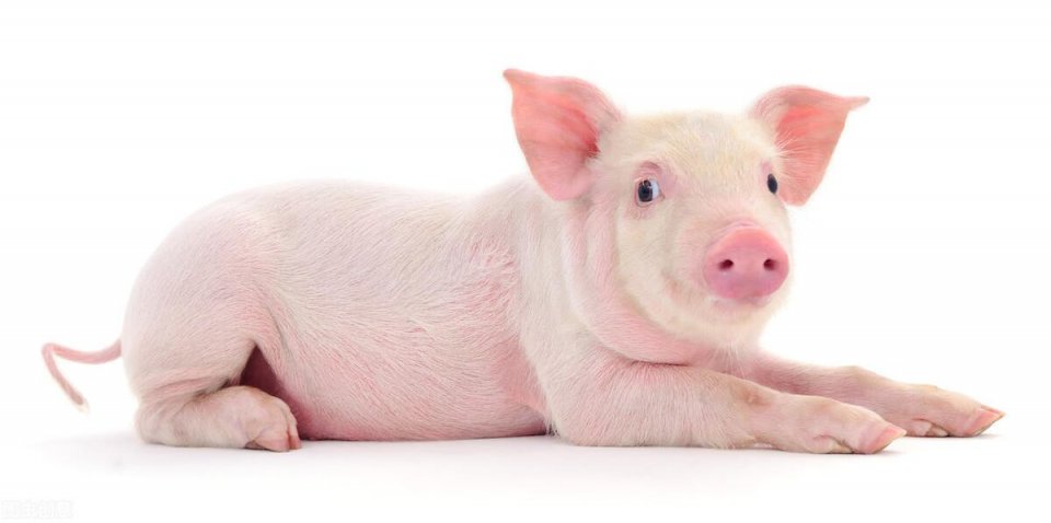 惹不起的生肖猪2021年赚钱如流水气势上上签想不富都难