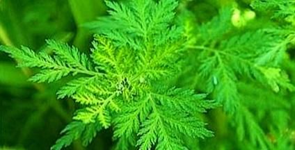 【青蒿】又名黄花蒿,青蒿草,青蒿菜,柳青蒿等,是菊科青蒿属多年生草本