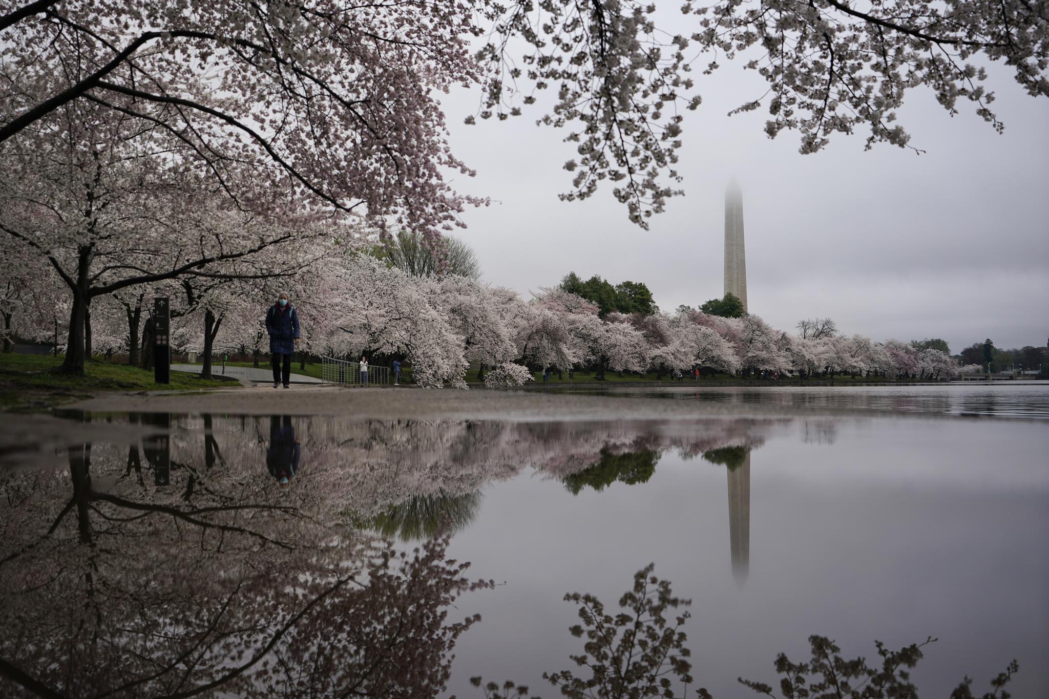 华盛顿:樱花绽放