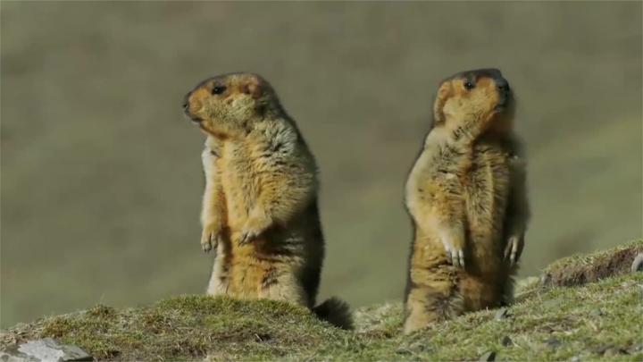 你到底被骗了多久,土拨鼠真实叫声其实是这样的