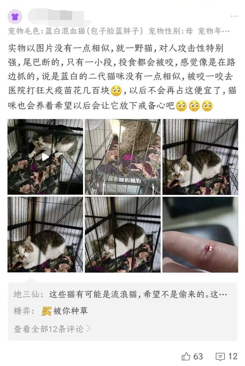 从宠物盲盒到在线“拼猫”，这些宠物商家有多损？休闲区蓝鸢梦想 - Www.slyday.coM