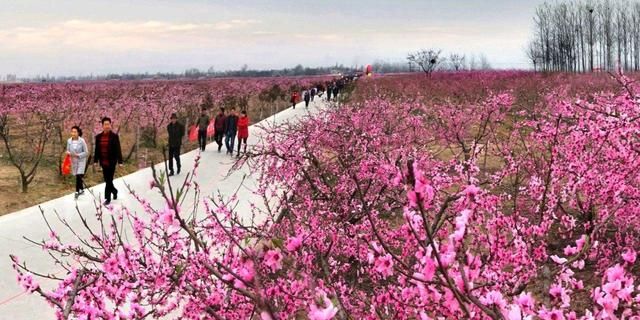 新野县万亩桃花"繁花盛开",盛大桃花节助津湾乡村振兴