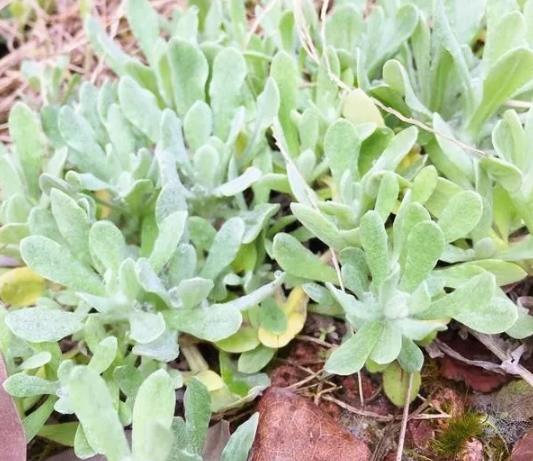清明节前后安徽大别山特色美食水秋粑你吃过吗