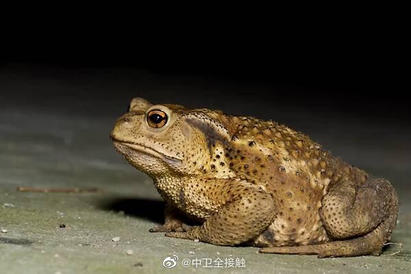 三化三有是什么意思 南昌市拆墙透绿如何优化城市生态环境