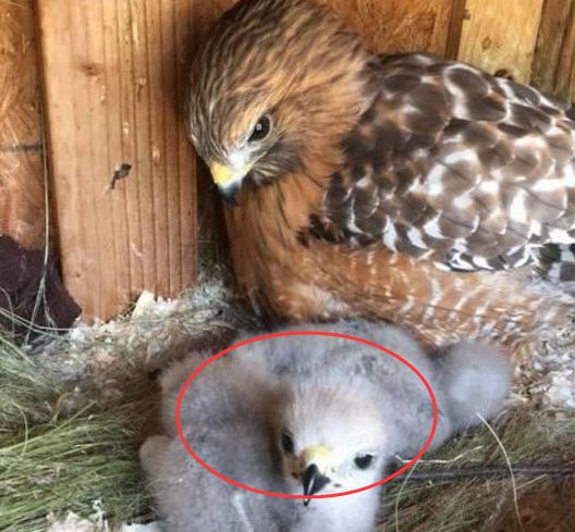 男子给老鹰蛋换成鸡蛋孵化出来后老鹰看后愣住了