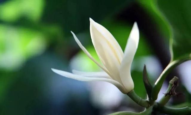 1棵白兰花, 满屋都是香味,真是活香水|白兰花|香味|白兰_新浪新闻