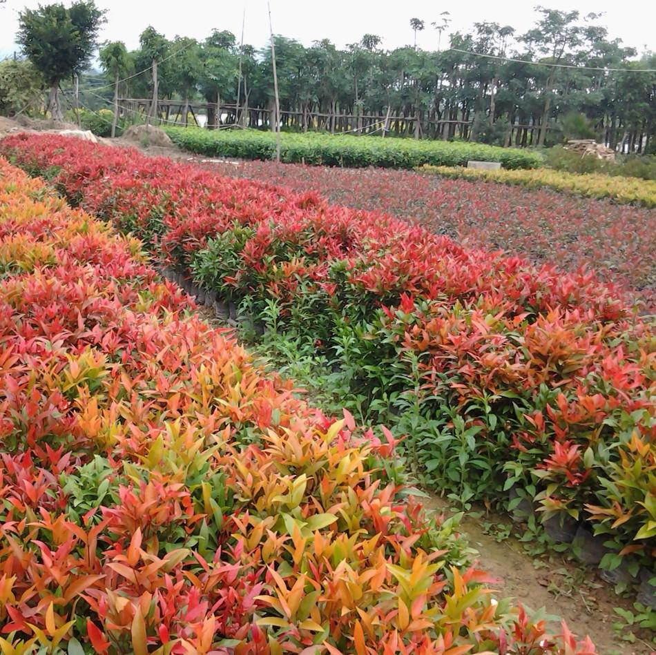 提起红车木这个名字,或许有些花友会觉得有点陌生