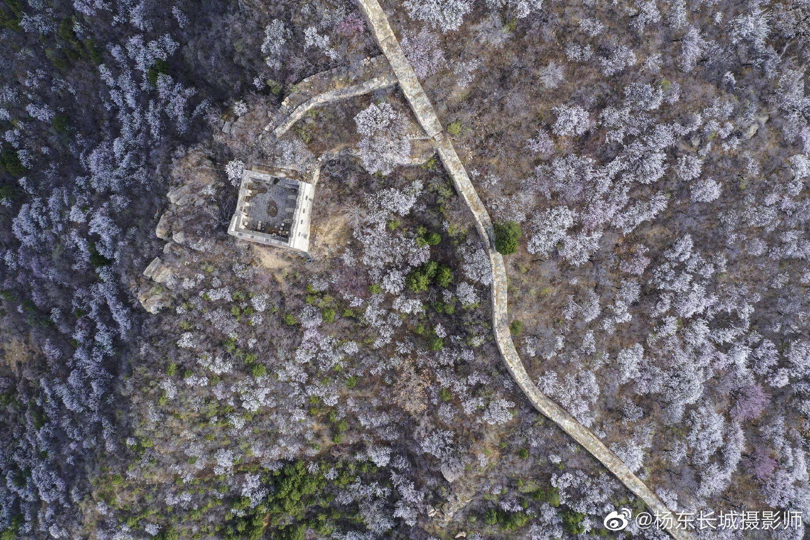 北京河防口长城北京怀柔河防口长城千亩杏花盛开啦