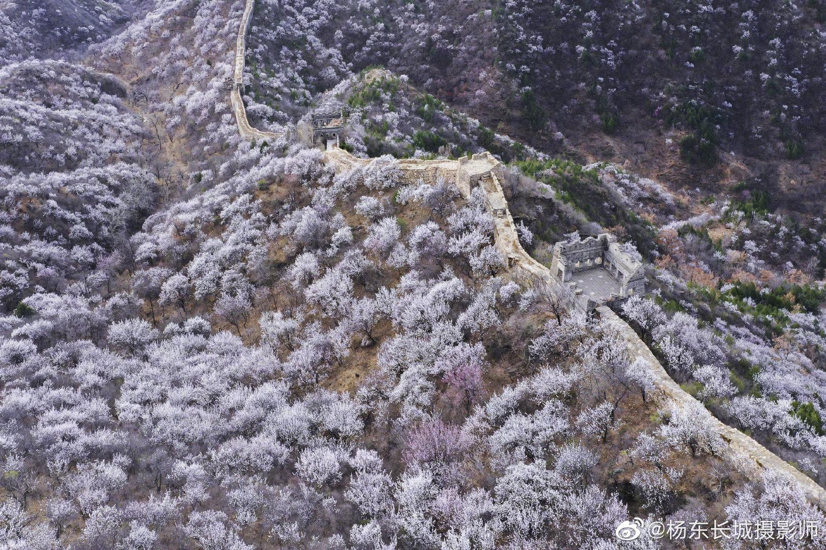 北京河防口长城北京怀柔河防口长城千亩杏花盛开啦