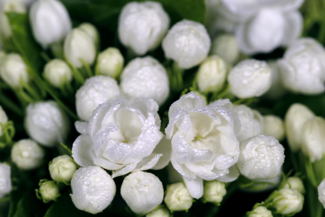 横县茉莉花剪枝春管增收两不误