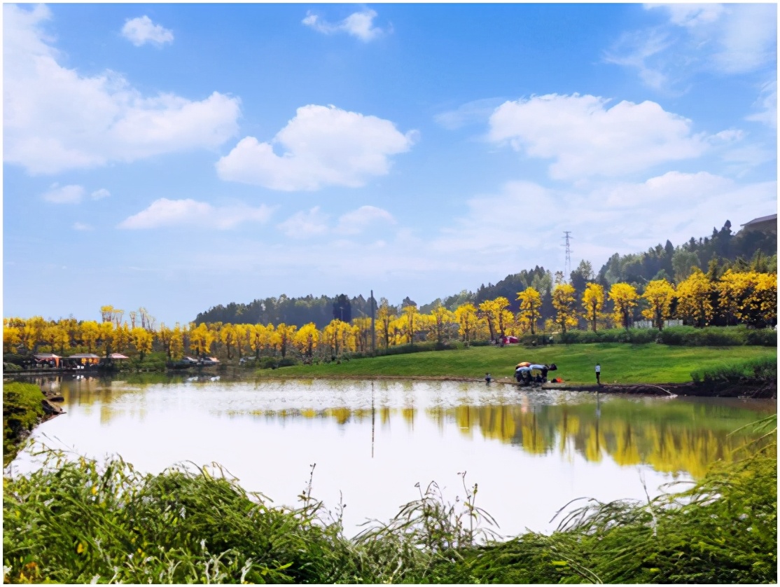 简阳黄花风铃木基地图片