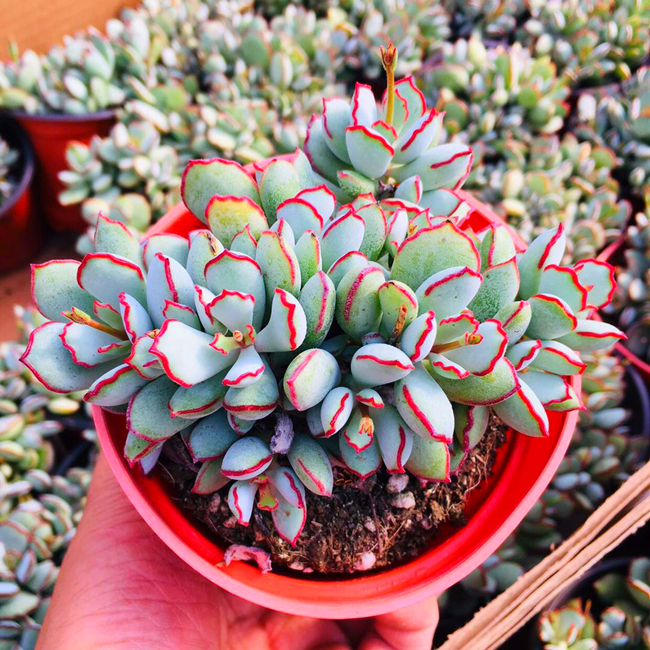 多肉银波锦属比一比优缺点你喜欢哪些