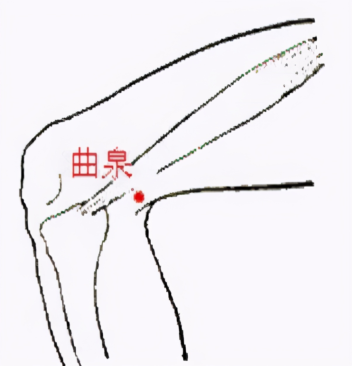 曲泉,辅骨之下,大筋之上也,屈膝而得之,为合,足厥阴也.