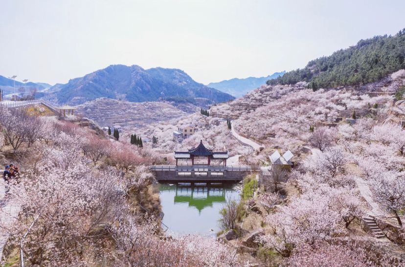 春天赏花胜地,青岛藏着一片樱花谷,邂逅最浪漫的粉白色
