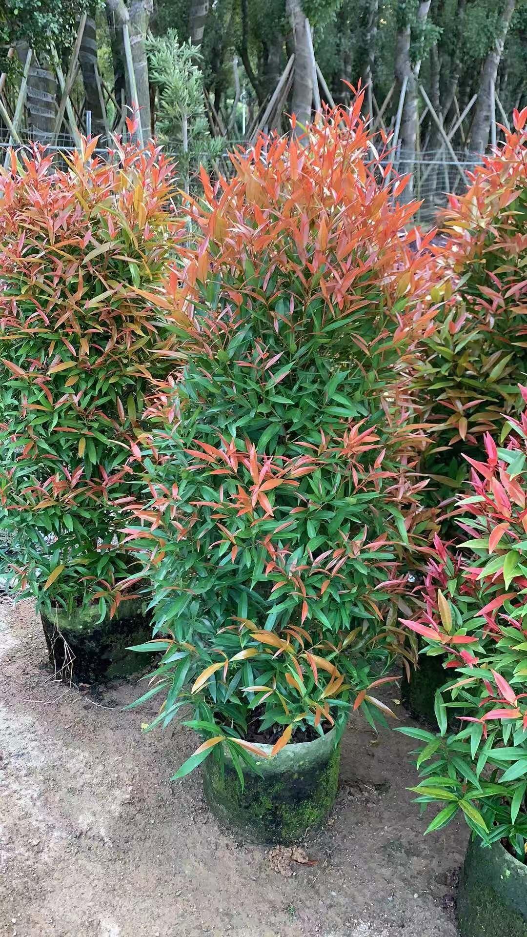 小花认为红车木的养护其实不是很难,它主要的生长点就是水分,肥料