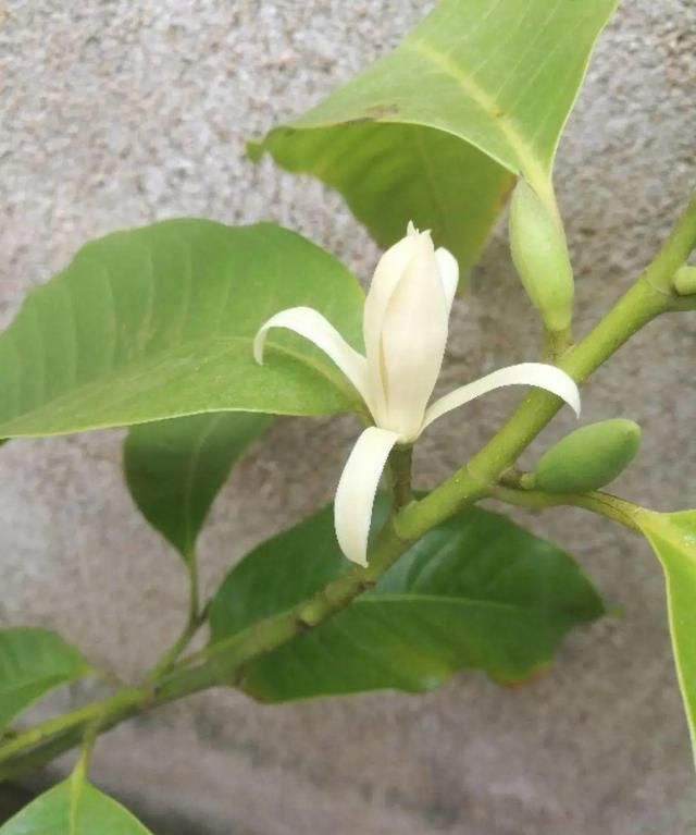 1棵白兰花, 满屋都是香味,真是活香水|白兰花|香味|白兰_新浪新闻