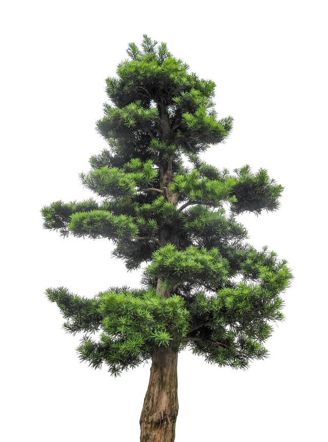 给一米直杆罗汉松造型,按2个方案做,效果还不错做造型按夹子个数算钱