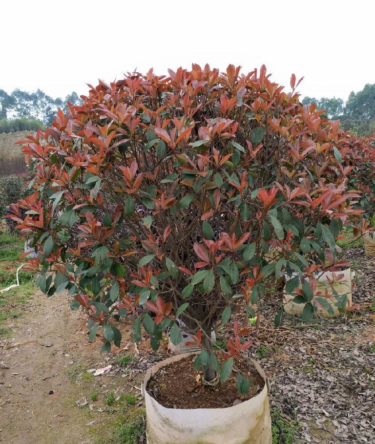 四季鲜红美艳的红车木正确的栽种方法你掌握了吗