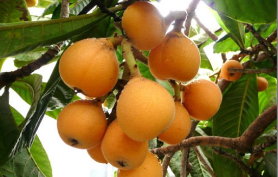 枇杷管理技术要点,琵琶的水肥管理,琵琶病害防治