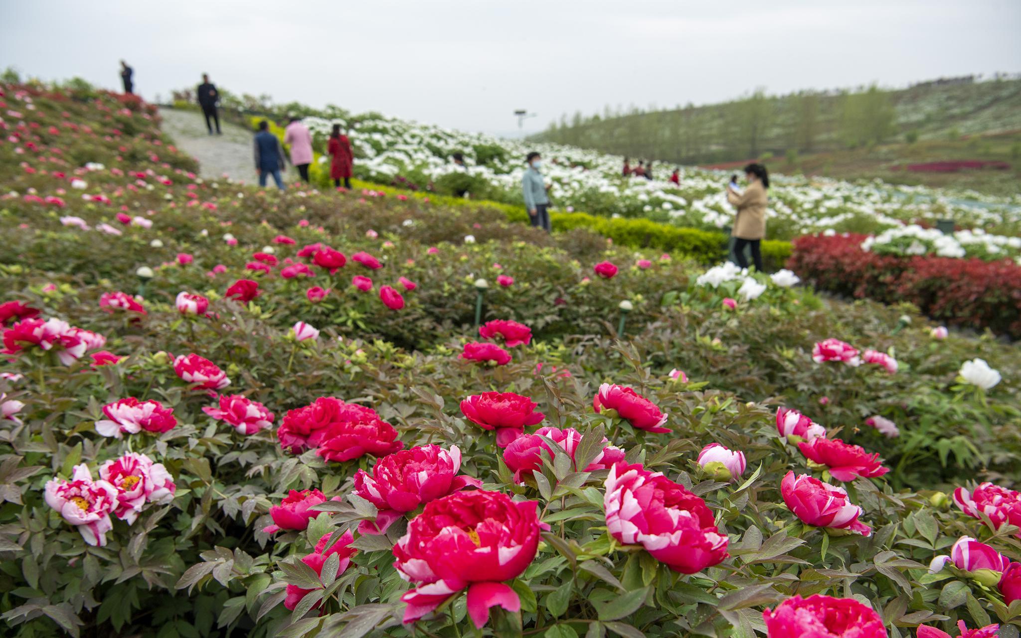 陕西洋县:万亩牡丹 争奇斗艳|牡丹园|洋县|朱鹮_新浪新闻