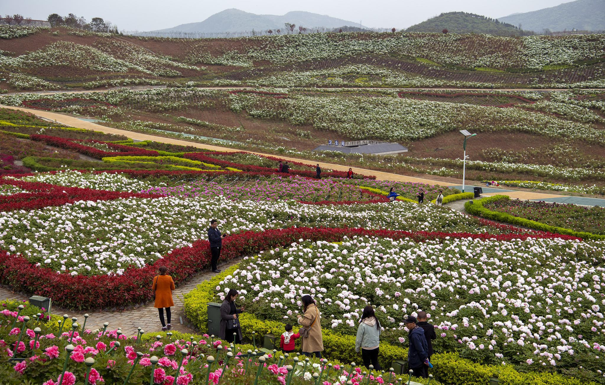 陕西洋县:万亩牡丹 争奇斗艳|牡丹园|洋县|朱鹮_新浪新闻
