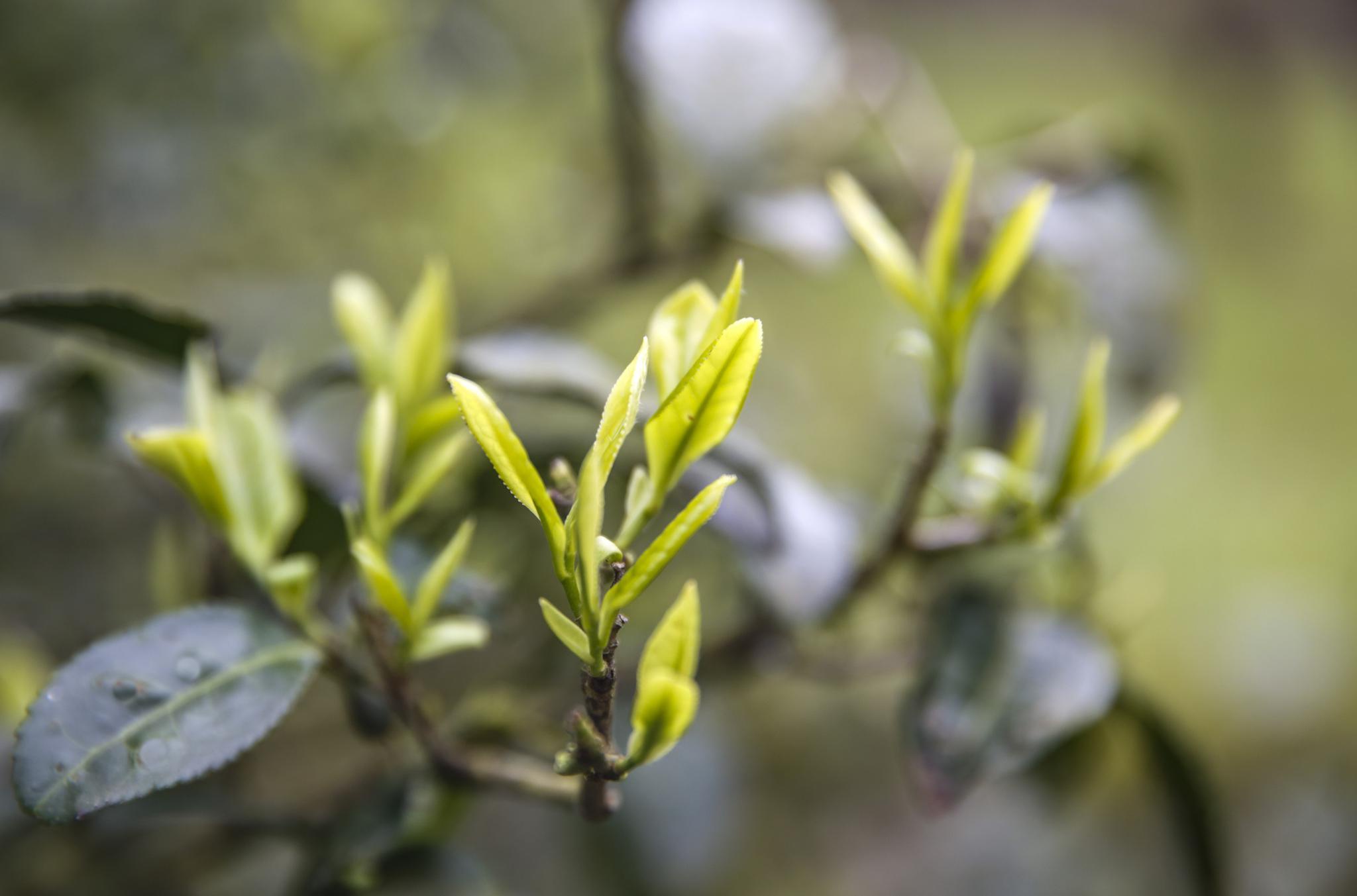 淳安:800岁"茶树王"开采|茶树王|鸠坑|茶苗_新浪新闻