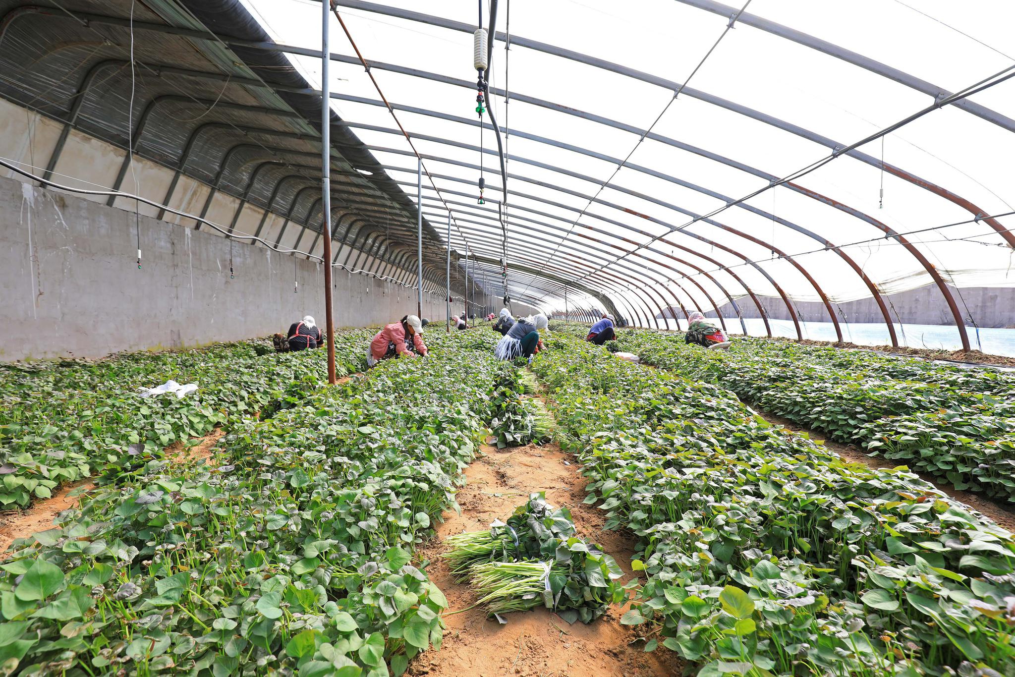 3月30日,唐山市滦南县东黄坨镇薯泽种植专业合作社农民在温室里采集