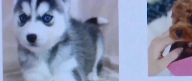 宠物被塞进盲盒卖？！运输中“饿死、冻死、压死都很正常”！更可怕的是……休闲区蓝鸢梦想 - Www.slyday.coM