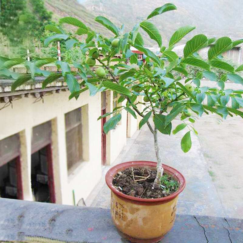 花生|核桃|盆栽_新浪新闻