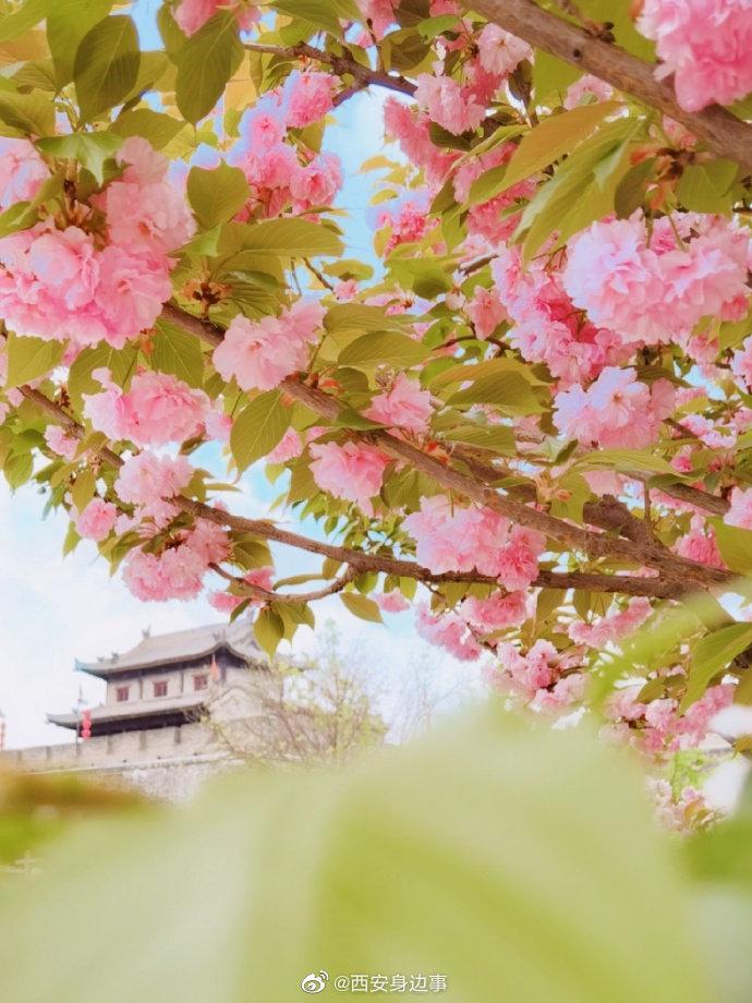 师到长安春似海桃樱花开燕初来