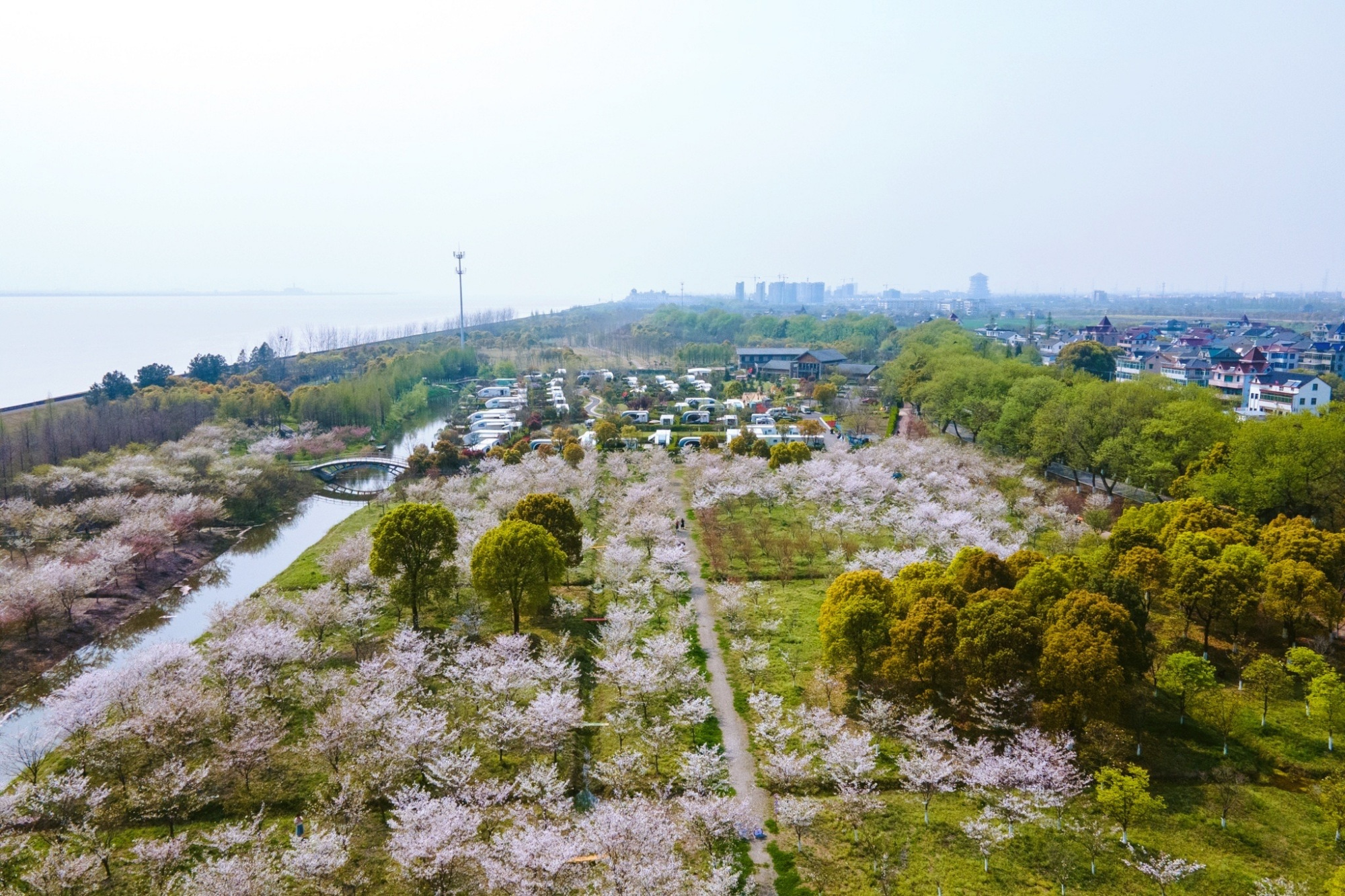 杭州周边的赏樱胜地钱塘江边6000多株樱花正盛开你想去吗