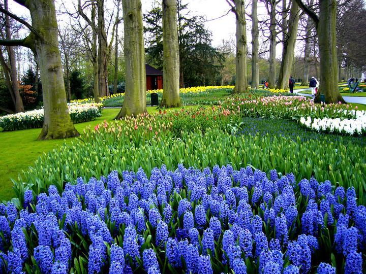 荷兰花的养殖方法一点也不难,注意三点,养花无忧